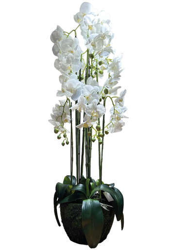 [6922041273172] Orquidea Artificial - 110cm
